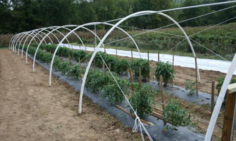 لوله پلیکا جهت استفاده در گلخانه و کشاورزی